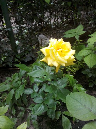 IMG_20140601_131728 - Diverse 1