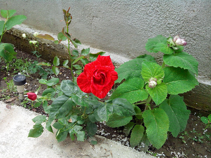 IMG_20140601_130301 - TRANDAFIRI 2014