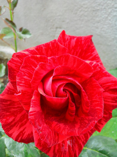 nr 60 - TRANDAFIRI 2014