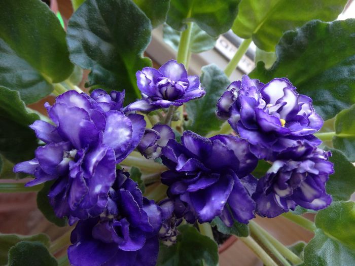 DSC00631 - Pat Tracey