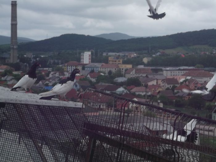 PRIMELE LECTII DE ZBOR - COTOFENE IN ZBOR