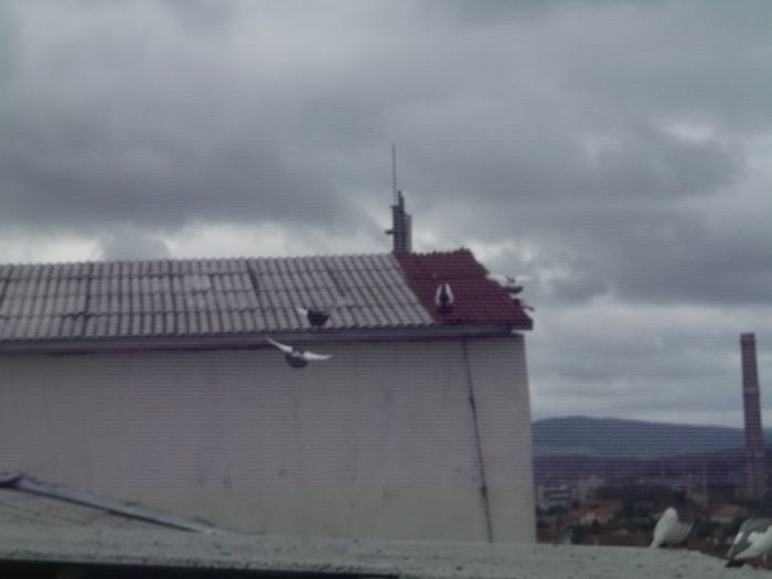ZBOR DE  ICI COLEA !!!