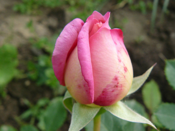 Jubilee Celebration - Trandafirii mei_2014