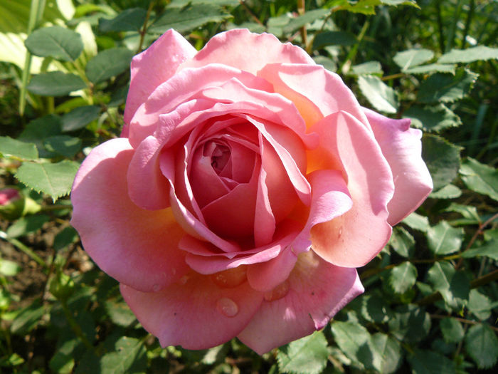 Jubilee celebration - Trandafirii mei_2014