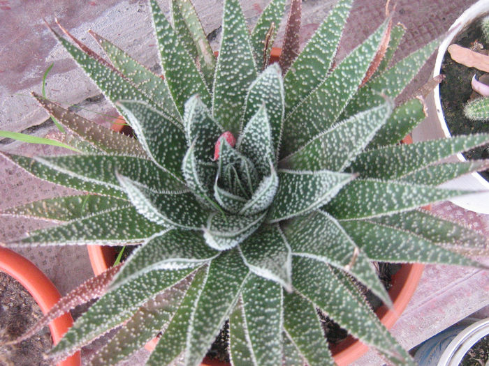 aloe aristata montana - aloe aristata