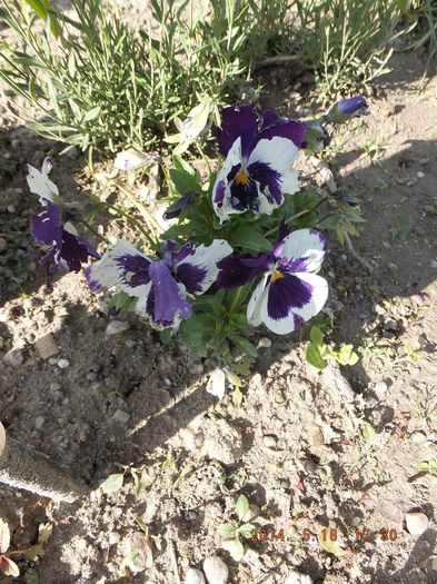 DSCF2906; Petunia hybrida
