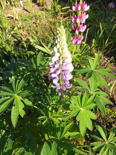 DSCF2980; Lupinus perennis
