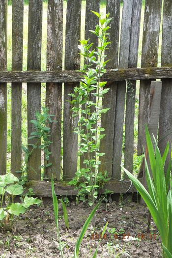 DSCF3087; Hibiscus syriacus(alb)
