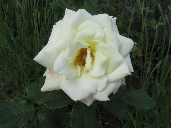  - Diverse 2 - Gradina cu flori