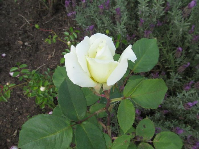  - Diverse 2 - Gradina cu flori