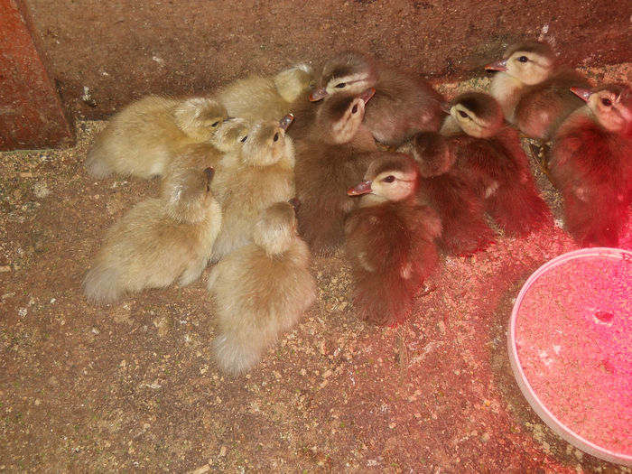 carolini argintii si galbeni