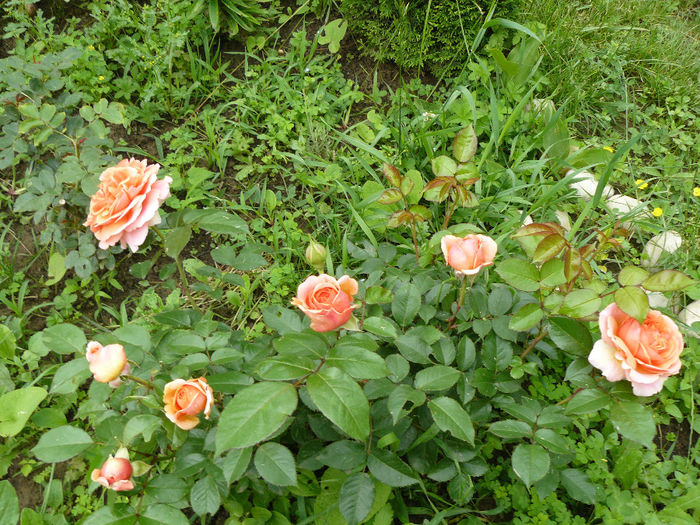 Chipandalle; Are o tufa adunata, ordonata cu multe flori
