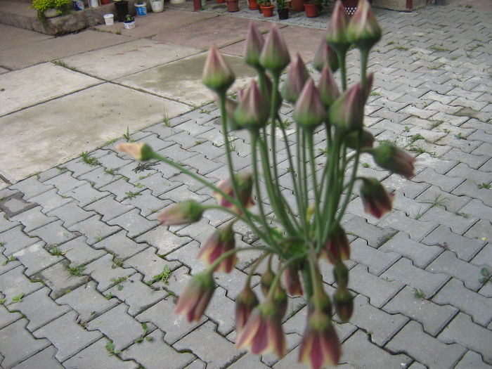 nectaroscordum siculum 003