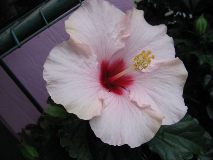 IMG_0860 - Hibiscus 1