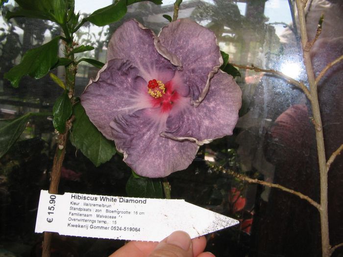IMG_0886 - Hibiscus 1