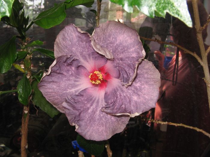 IMG_0887 - Hibiscus 1