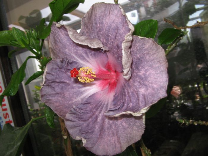 IMG_0888 - Hibiscus 1