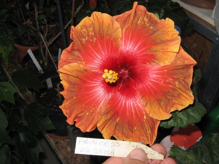 IMG_0889 - Hibiscus 1