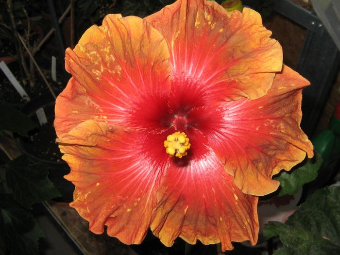 IMG_0890 - Hibiscus 1