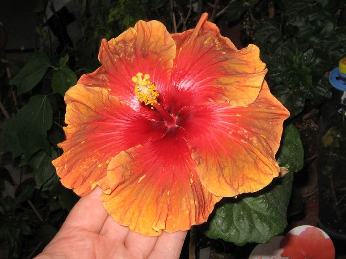 IMG_0892 - Hibiscus 1
