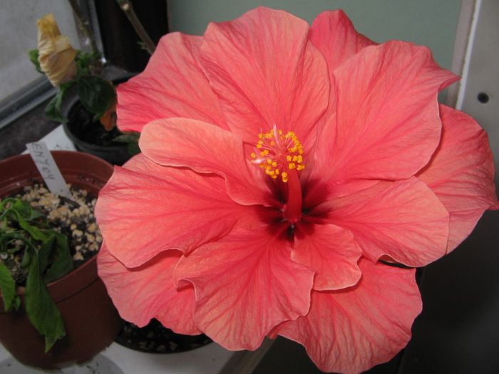 IMG_0893 - Hibiscus 1