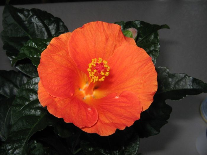IMG_0895 - Hibiscus 1