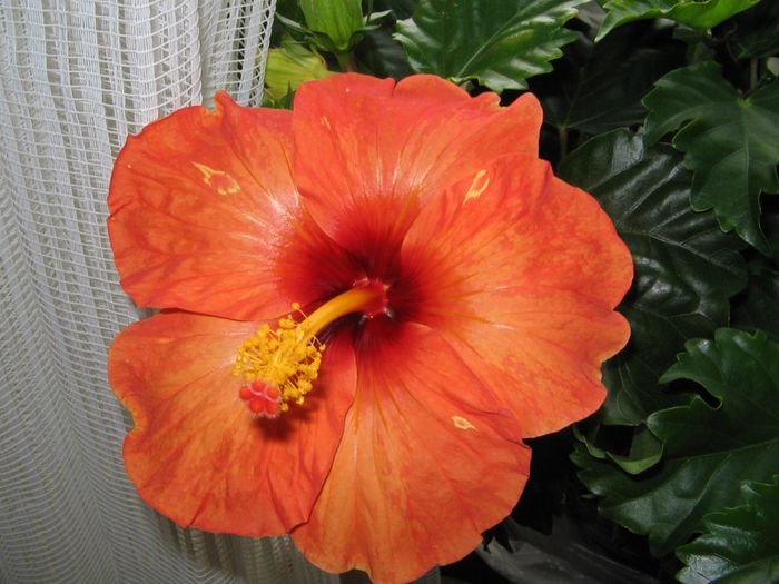 IMG_0917 - Hibiscus 1