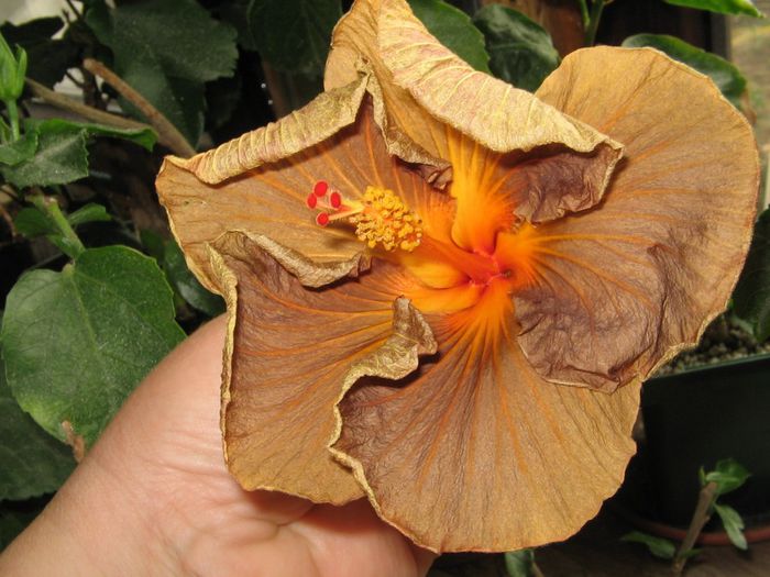 IMG_0918 - Hibiscus 1
