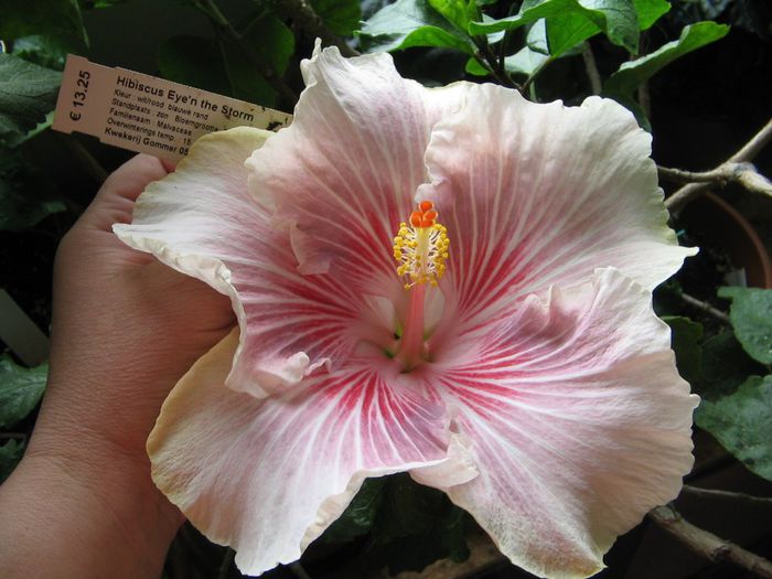 IMG_0919 - Hibiscus 1