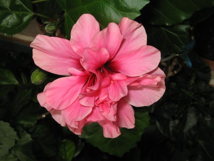 IMG_0920 - Hibiscus 1