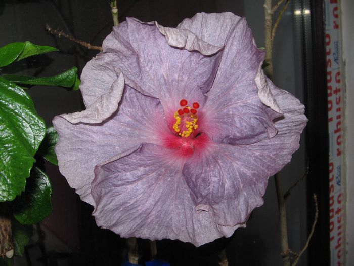 IMG_0921 - Hibiscus 1