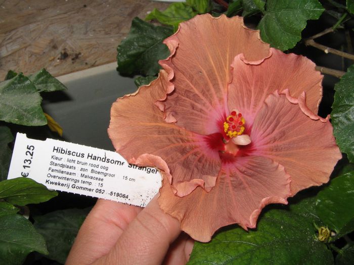 IMG_0922 - Hibiscus 1