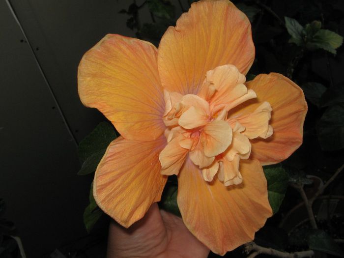 IMG_0923 - Hibiscus 1