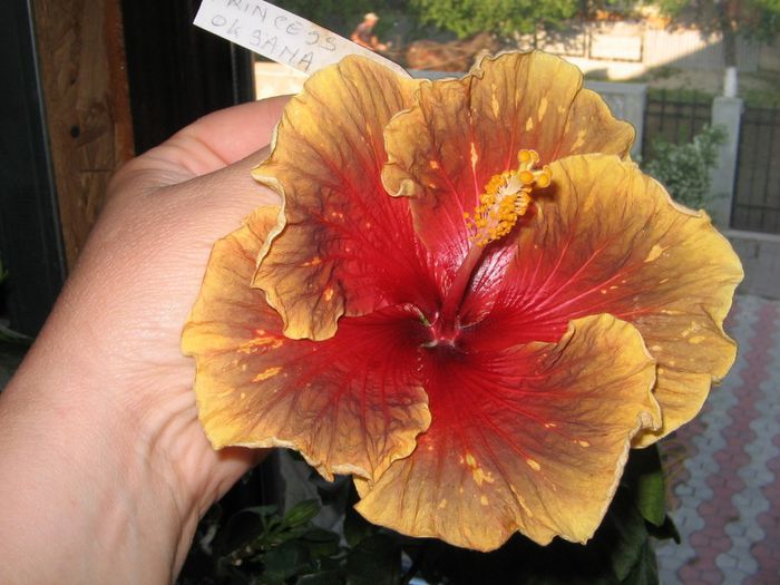 IMG_0924 - Hibiscus 1