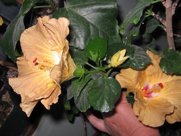 IMG_0926 - Hibiscus 1
