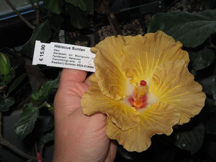 IMG_0927 - Hibiscus 1