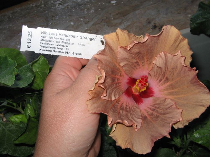 IMG_0931 - Hibiscus 1