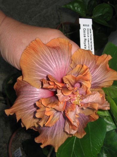 IMG_0933 - Hibiscus 1