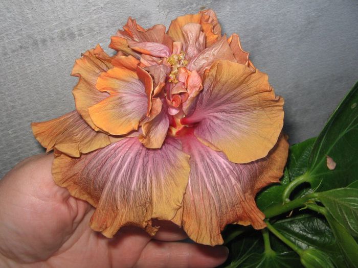 IMG_0934 - Hibiscus 1