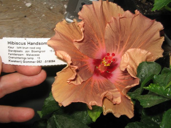 IMG_0935 - Hibiscus 1