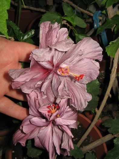 IMG_0936 - Hibiscus 1
