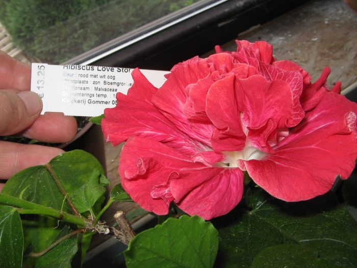 IMG_0938 - Hibiscus 1