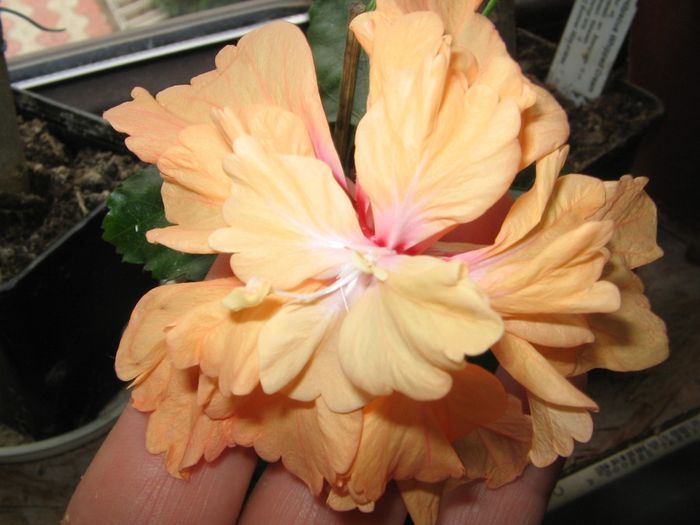 IMG_0939 - Hibiscus 1
