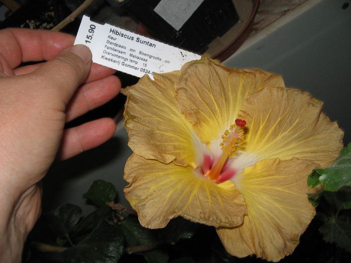 IMG_0940 - Hibiscus 1