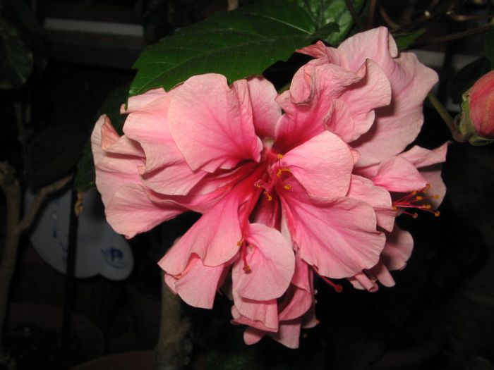 IMG_0943 - Hibiscus 1