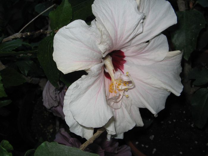IMG_0945 - Hibiscus 1