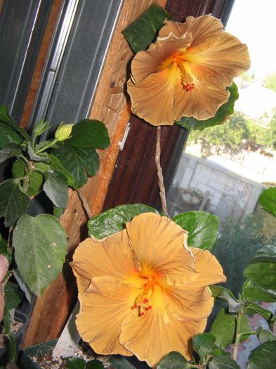 IMG_0949 - Hibiscus 1