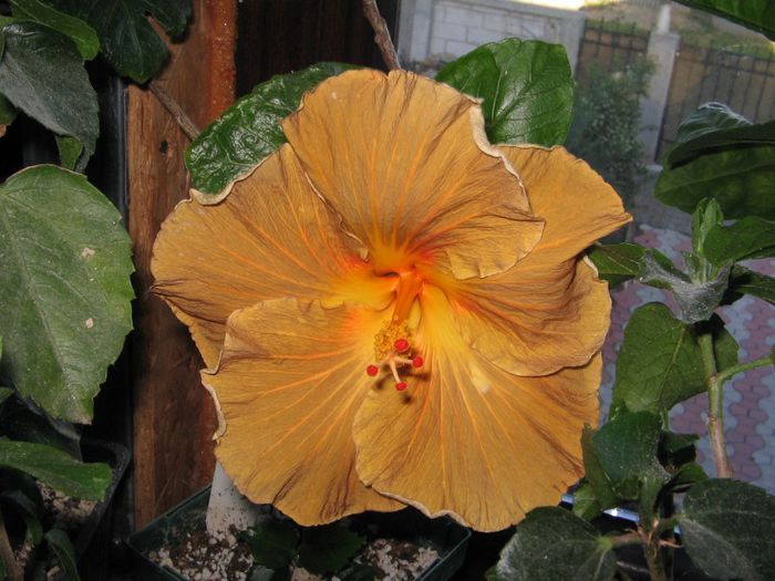 IMG_0950 - Hibiscus 1