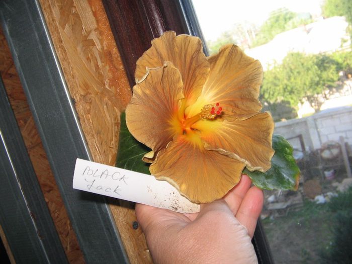 IMG_0951 - Hibiscus 1