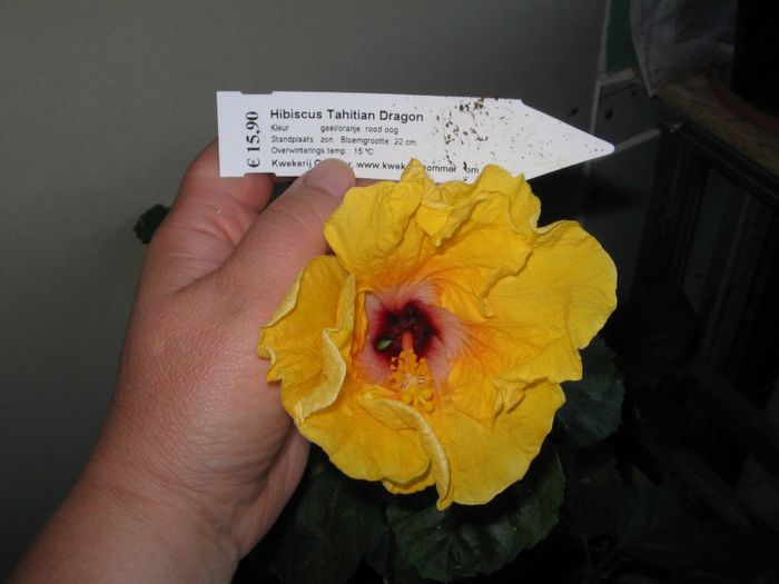 IMG_0953 - Hibiscus 1